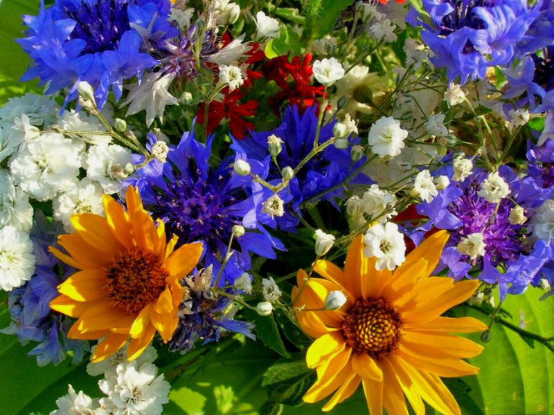 Rose【夏日花卉】