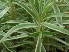 姬吹雪Sedum lineare Varieg