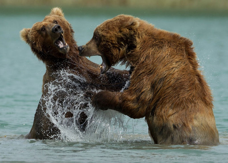精彩野生动物摄影 领略自然的原始野性美动物们行动迅速，难以捕捉，拍摄机会稍纵即逝。而且野生动物具有一定的危险性，摄影师还要时刻担心自己的人身安全，拍到一张精彩的照片实属不易。 ...
