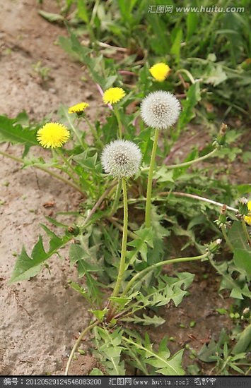 蒲公英 一味蒲公英，功胜白虎汤 蒲公英药效与吃法 - 跳动的心 - 拨动琴鉉的人