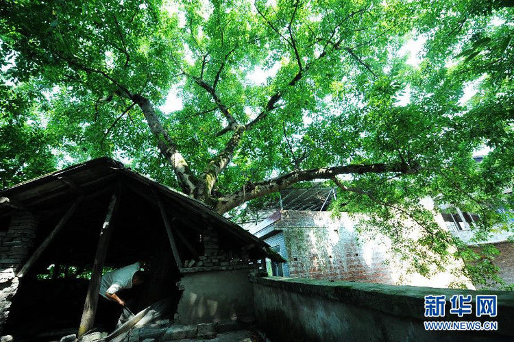 穿过三层楼房的百年大树 - 千里眼 - 千里眼(古弓月长)