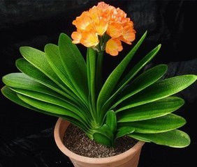 园艺师教你哪种花多久浇一次水 - 南山秀竹 - 南山文化园