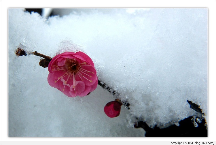 描写“梅”的诗句大全（唯美诗画） - 宝贝梦 - 享受人生
