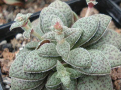 宽叶花簪Crassula exilis pi