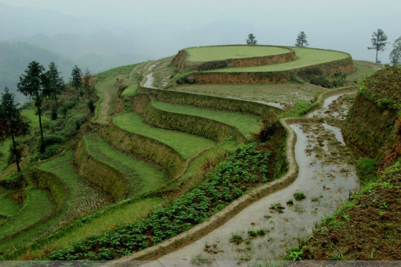 紫鹊界——冷风凄雨中的梯田 - 酉水人 - 酉水人