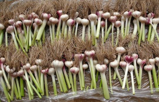 放置一颗洋葱在房间里！ 效果惊人 - 南南 - 阳光南南（看新闻）