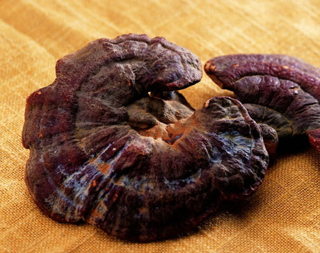 灵芝抗衰老的六大食补秘笈