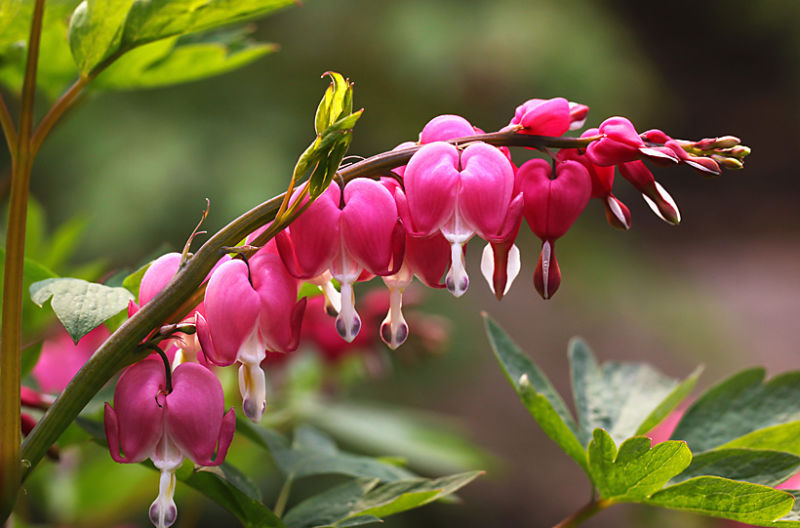 （原创摄影）荷包牡丹 - 竹影荷语 - 竹影荷语