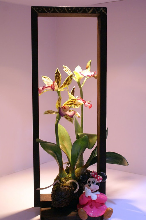 台湾国际兰展欣赏 - 弇山 - 弇山