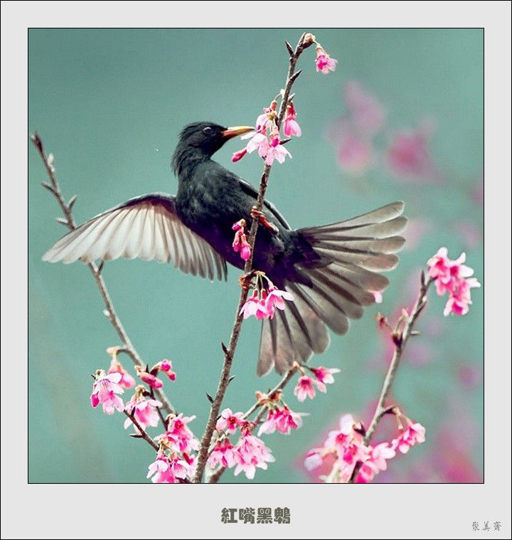 五十种漂亮的爱鸟！来认识一下吧！【美图共赏】 - 無為居士 - 聚美齋