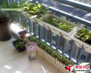 阳台种菜、种花全攻略  - 无极 - wudiyutianxiaqiu 的博客
