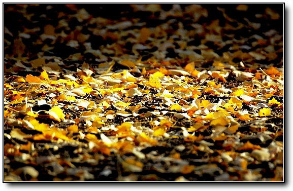 秋旖旎秋色 美不胜收  伊水一方 开心屋