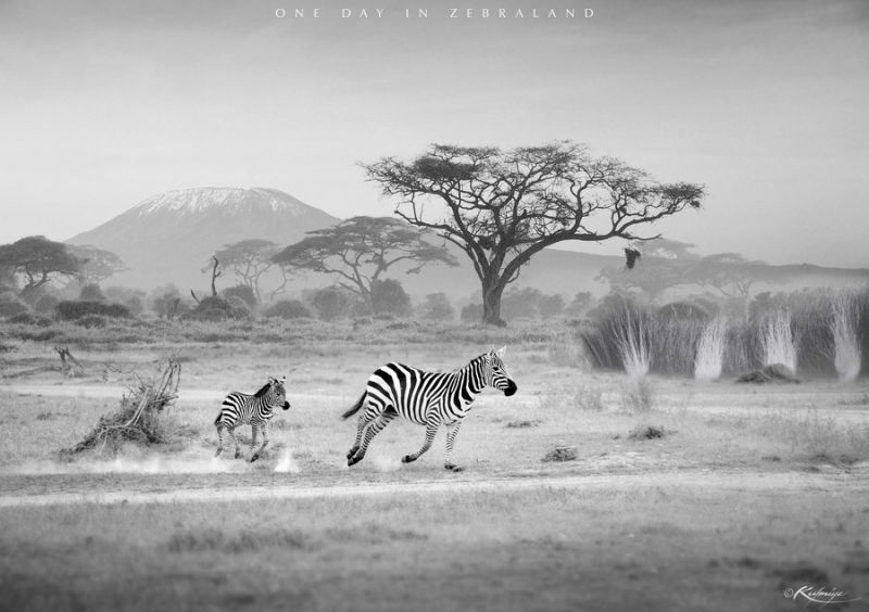 精彩野生动物摄影 领略自然的原始野性美动物们行动迅速，难以捕捉，拍摄机会稍纵即逝。而且野生动物具有一定的危险性，摄影师还要时刻担心自己的人身安全，拍到一张精彩的照片实属不易。 ...