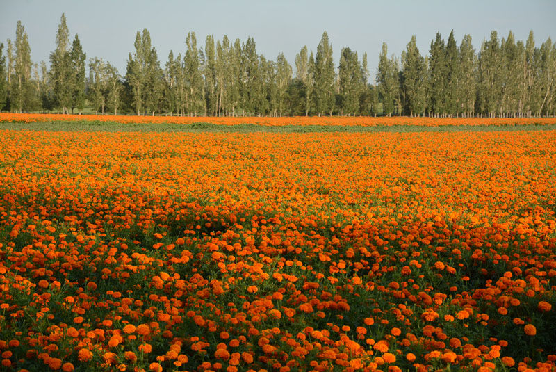 博乐怪石峪，世界最大花岗斑岩怪石群 - 木子弓长 - 驴游记