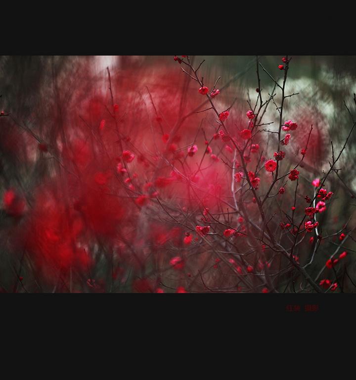 梅花图片 - 彼岸桃花 - .