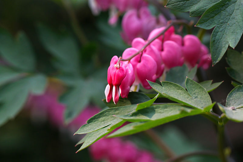（原创摄影）荷包牡丹 - 竹影荷语 - 竹影荷语