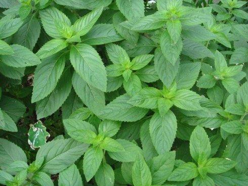 农村长大的，看看我们小时候吃的野果子