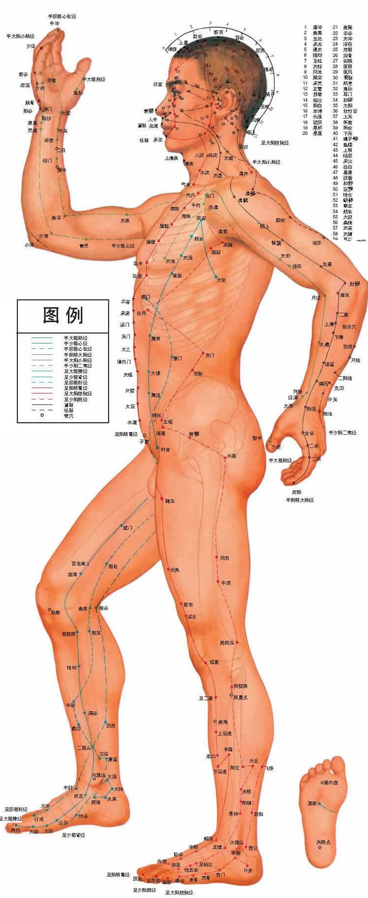 人体经络穴位图