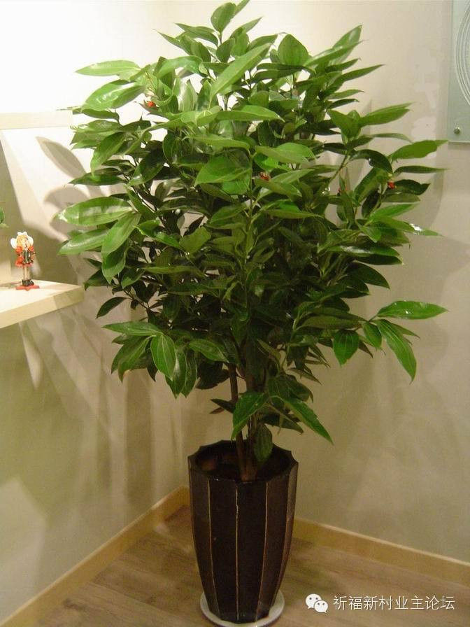 园艺师教你哪种花多久浇一次水 - 南山秀竹 - 南山文化园