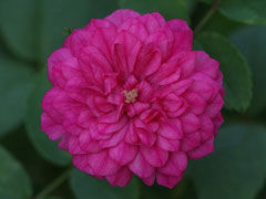 甜蜜马车（Sweet Chariot）