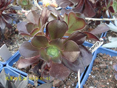 丝绒莲花掌Aeonium arboretu