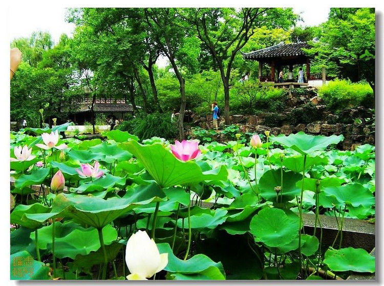 Y-苏州风光美天下 9【31】 - PPT园地 - 永平的博客