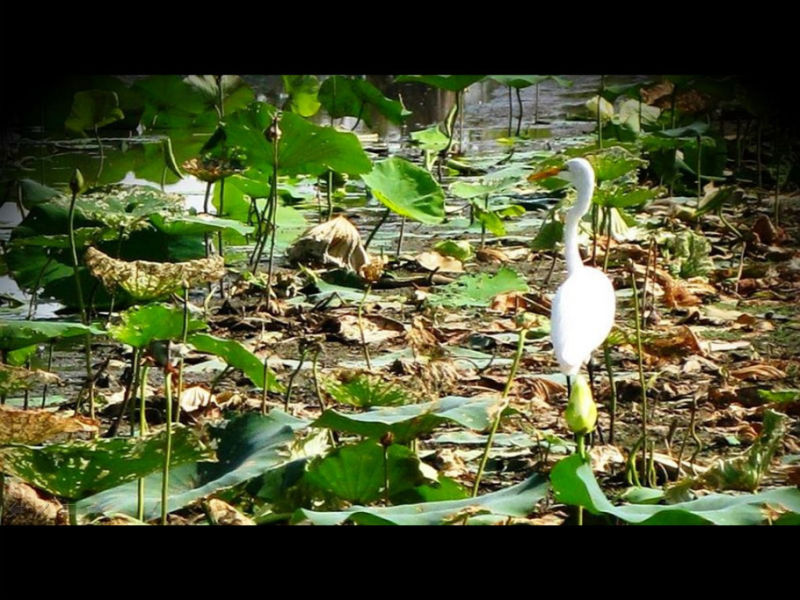 Rose【Caddo Lake】（4007） - Rose - Rose Yang的博客