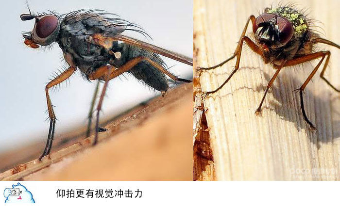 微距摄影十二条基础知识讲解 - 至尊宝 - 每个人的信仰都是存在的、进步的和近似的,