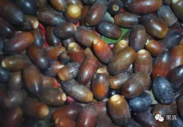 正宗的野果，很多城市人没吃过甚至没见过！