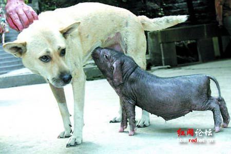 网友评感动中国十大动物 母猪救夫夺冠(图)