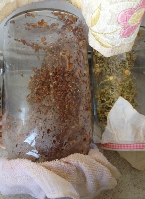 回春水的惊人功效和制作方法 - 新文明之光 - 新文明之光