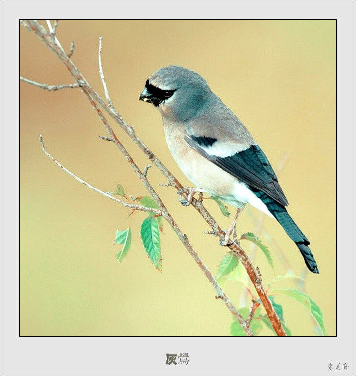 五十种漂亮的爱鸟！来认识一下吧！【美图共赏】 - 無為居士 - 聚美齋
