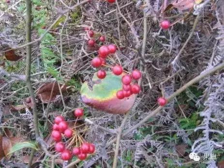 正宗的野果，很多城市人没吃过甚至没见过！