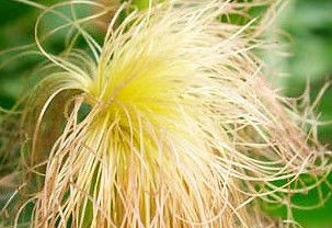 很实用的玉米须 - 小美 - xing1969wuw的博客