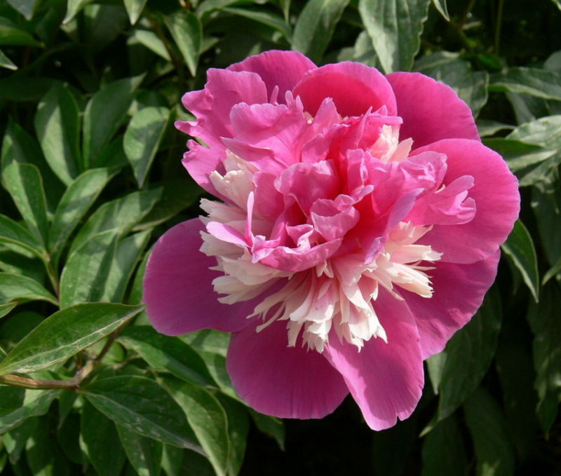 ╰※╮绚丽何尝逊花王◇缤纷芍药竞