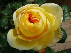 圣女贞德（Jeanne d'Arc）