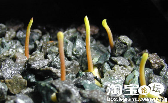吃剩的桂圆核不要扔 花些心思变成小盆栽 - 雪松 - sywy676893 的博客