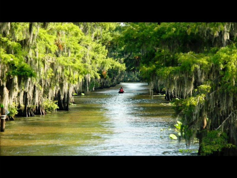 Rose【Caddo Lake】（4007） - Rose - Rose Yang的博客