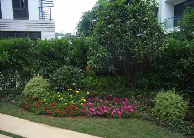 国内住宅小区植物常规设计手法解析