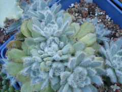 青褚莲Echeveria setosa v. 