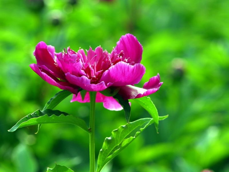 ╰※╮绚丽何尝逊花王◇缤纷芍