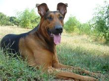 2月小莱州红价格鸿华犬业