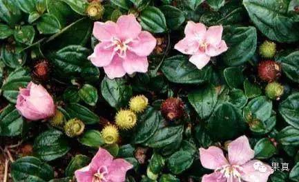 正宗的野果，很多城市人没吃过甚至没见过！