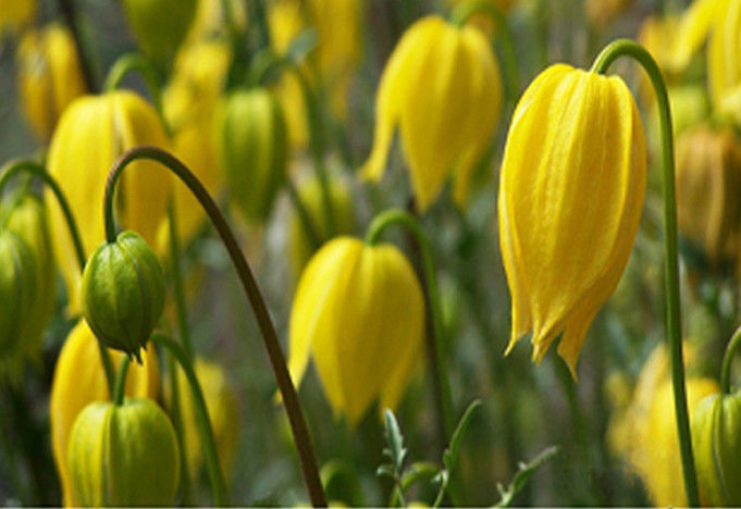 治疗风湿性关节炎奇方——不管病史有多久，用此方都能治好 - 及人 - 老 骥 及 人