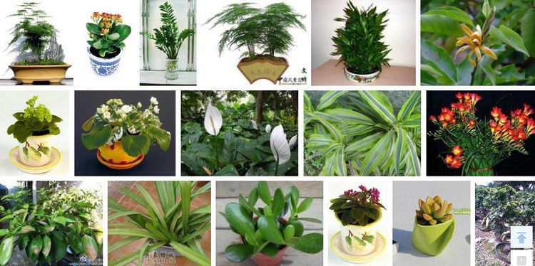 盆栽植物绿叶变黄应施什么肥 - 南南 - 阳光南南（看新闻）