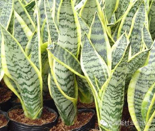 园艺师教你哪种花多久浇一次水 - 南山秀竹 - 南山文化园