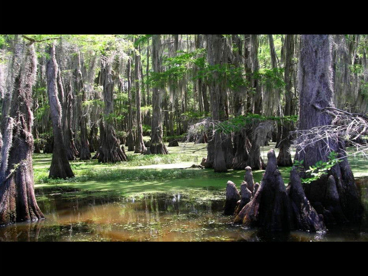 Rose【Caddo Lake】（4007） - Rose - Rose Yang的博客