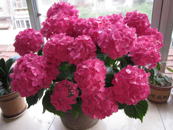 家庭养花奇招大全（绝对珍藏版） - 理睬 - .