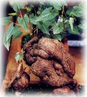 一个将血管壁清理干净的有效方子 - 山鸽 - 山鸽的空间