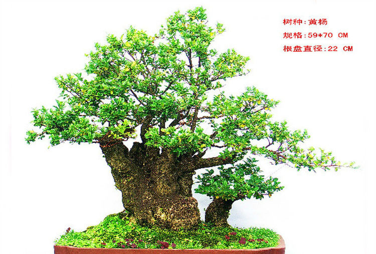 盆景—黄 - .